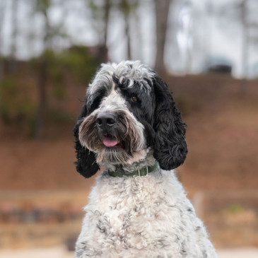 Dog wearing collar